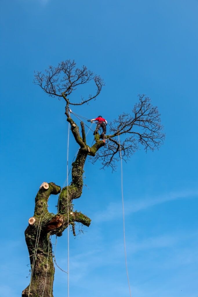 Baumpflege Recklinghausen